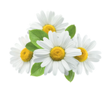 Chamomile Extract