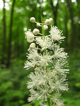 Black Cohosh Root Extract
