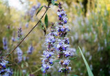 Chasteberry (Vitex) Extract