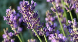 Lavender Extract