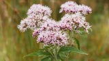 Valerian Root Extract